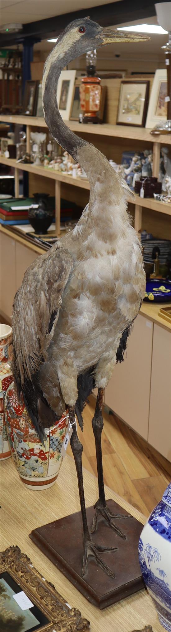 A taxidermic heron H.110cm